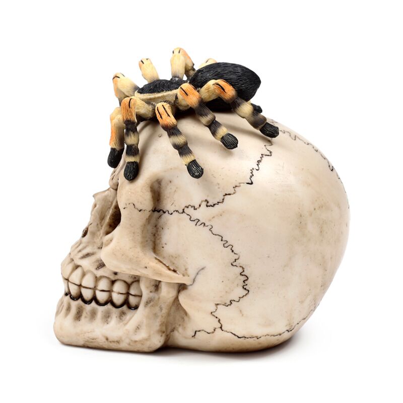 Skull with Trantula Spider
