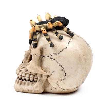 Skull with Trantula Spider