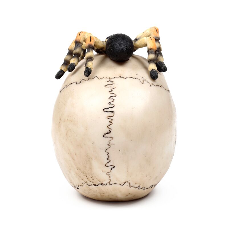 Skull with Trantula Spider